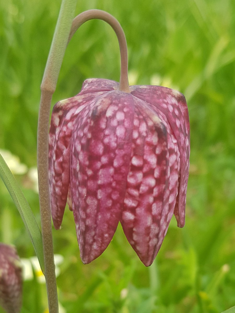 KingJohnsHouse's tweet photo. Continuing our #BeautyInTheSmallThings theme, it's always curiously pleasing when these appear in the garden. @KingJohnsGarden @moreTestValley @Visit_Romsey @VisitTestValley https://t.co/uWFrrCziSF