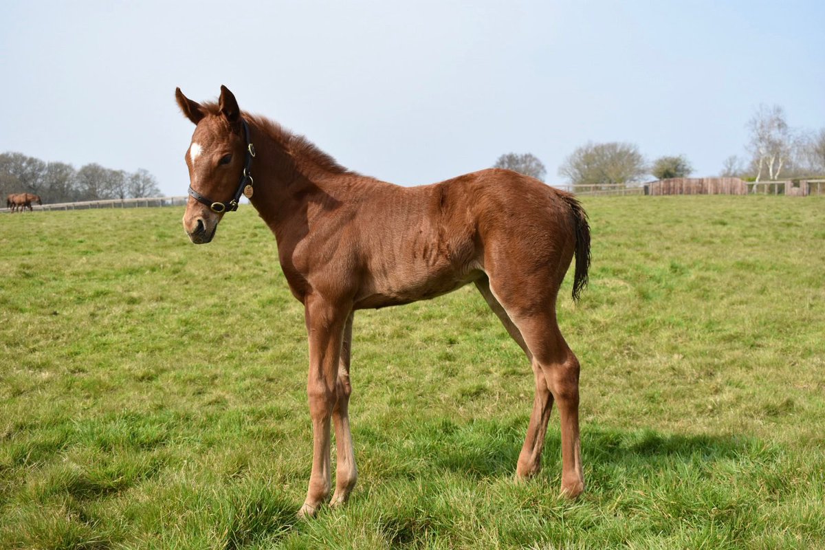 StudHesmonds's tweet photo. Golden Horde Champion Sprinter @sumbe_fr continues to produce Quality foals  a filly out of Qazyna ( Frankel x First) https://t.co/eldDxCTOLl