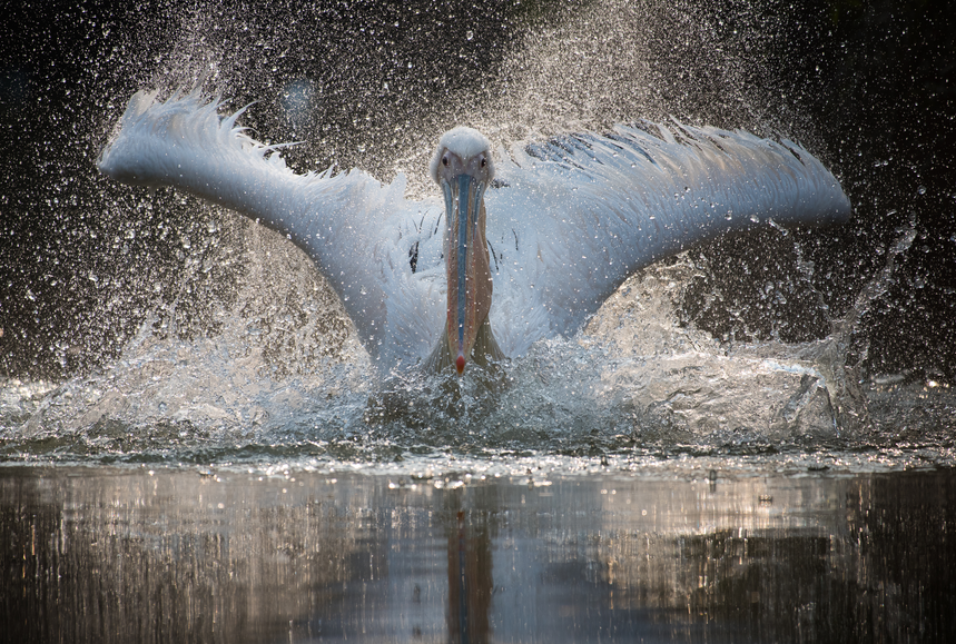 barbypada's tweet photo. ♡♡♡
#nature #NatureBeauty 
 #wildlifephotography #wildlife https://t.co/JFXY7X8DOn