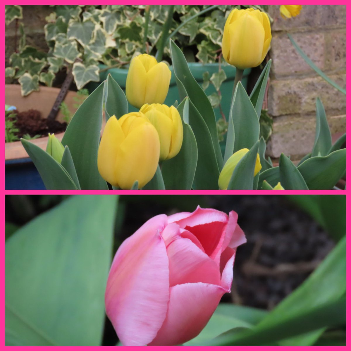 The tulips look so sophisticated and stately before they open. That's when I love them the most. 😍
#TulipTuesday
#TulipGarden and
#GardeningTwitter