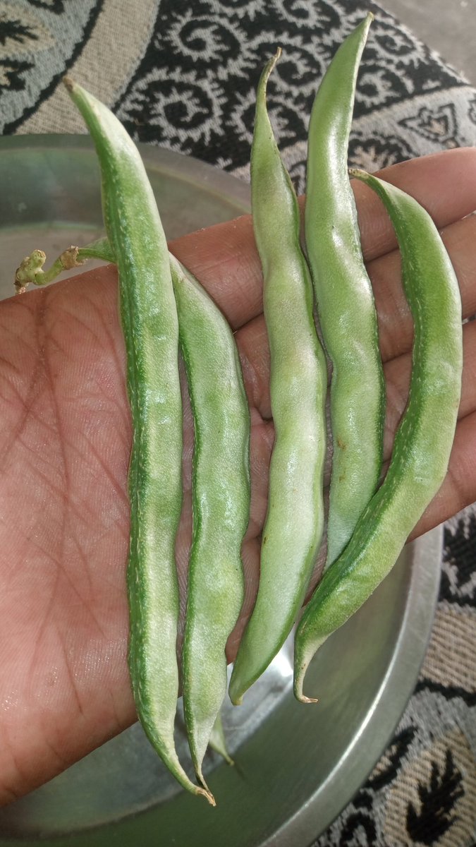 Lekhraj1729's tweet photo. Can anyone help me identify which species of fabaceaes family  these seeds belong to ?@AnkitKumar_IFS @ParveenKaswan @susantananda3 @wti_org_india
@rameshpandeyifs Can these seeds be used for making food after having been dried ?@sohan_sonkar https://t.co/KFRVb70Ns5