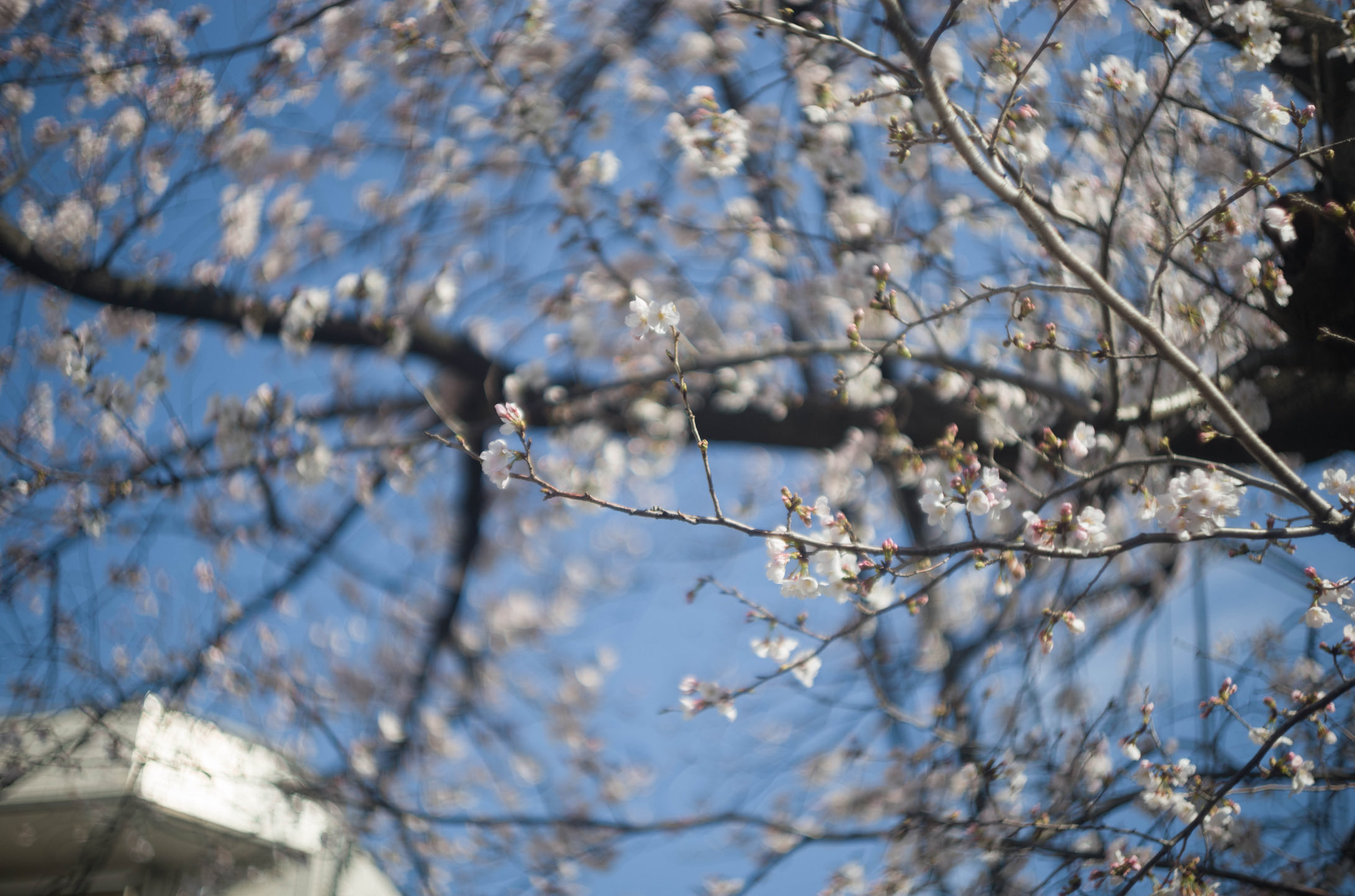 Summarit50 Twitter Search Twitter