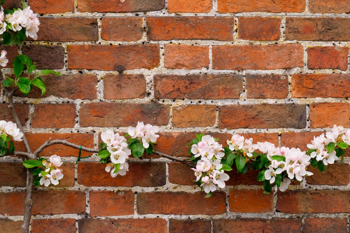 MarketingNottm_'s tweet photo. Nottinghamshire has some of the best green spaces found anywhere in the UK.

@NTClumberPark are aiming to 'bring back the blossom' in 2022 and beyond 🌸

Find out more - https://t.co/m2RyOOnlZ9 https://t.co/LOcl8fkqEu