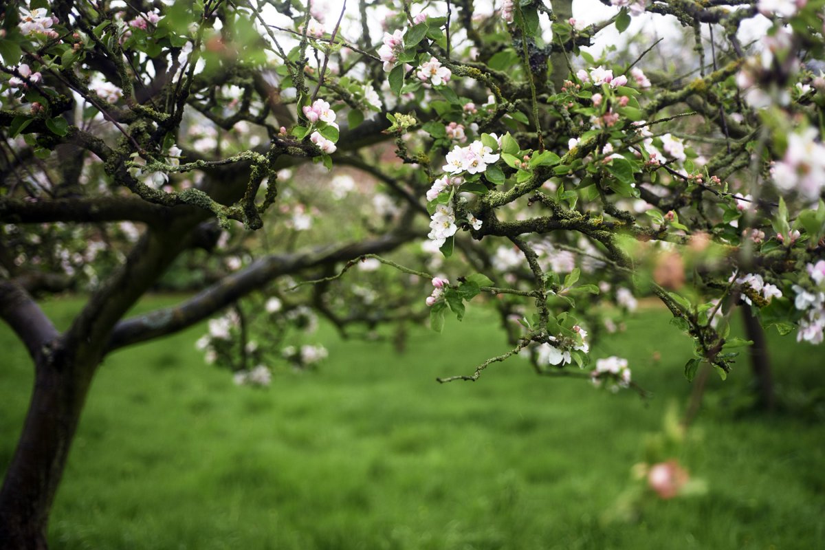 MarketingNottm_'s tweet photo. Nottinghamshire has some of the best green spaces found anywhere in the UK.

@NTClumberPark are aiming to 'bring back the blossom' in 2022 and beyond 🌸

Find out more - https://t.co/m2RyOOnlZ9 https://t.co/LOcl8fkqEu