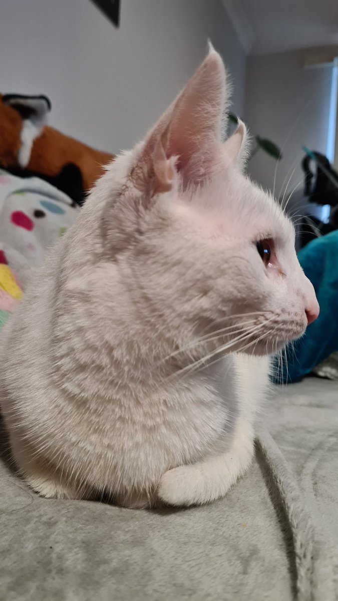 Hey folks! I'm taking over the <a href="/AuthorMentorM/">Author Mentor Match</a> Instagram today! Come by and ask me writerly questions (or just to see photos of my cat)