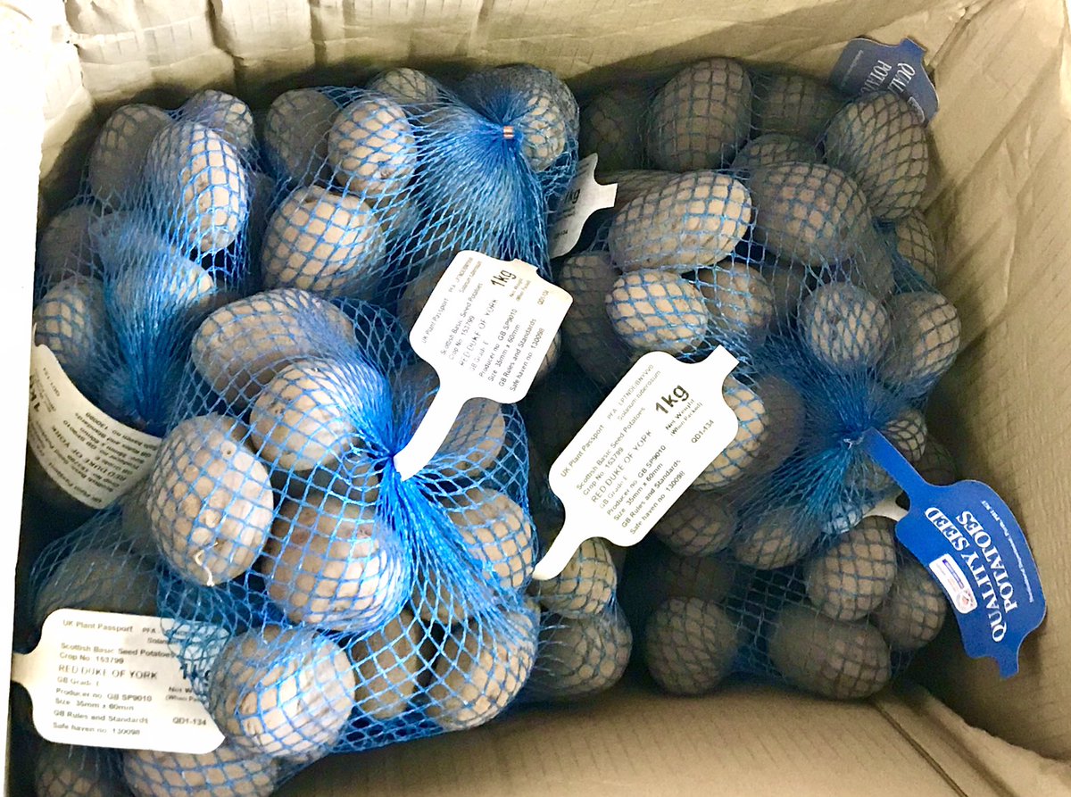 Mrs_Pritchard_'s tweet photo. Thank you so much to @DandelionScot for all these seed potatoes!  Our @Gala_Academy students are really looking forward to taking part in the #BigTattieExperiment and seeing who has the greenest fingers. 
#STEM @GalashielsStem @EildonWestSTEM https://t.co/J0qX9cnt5y