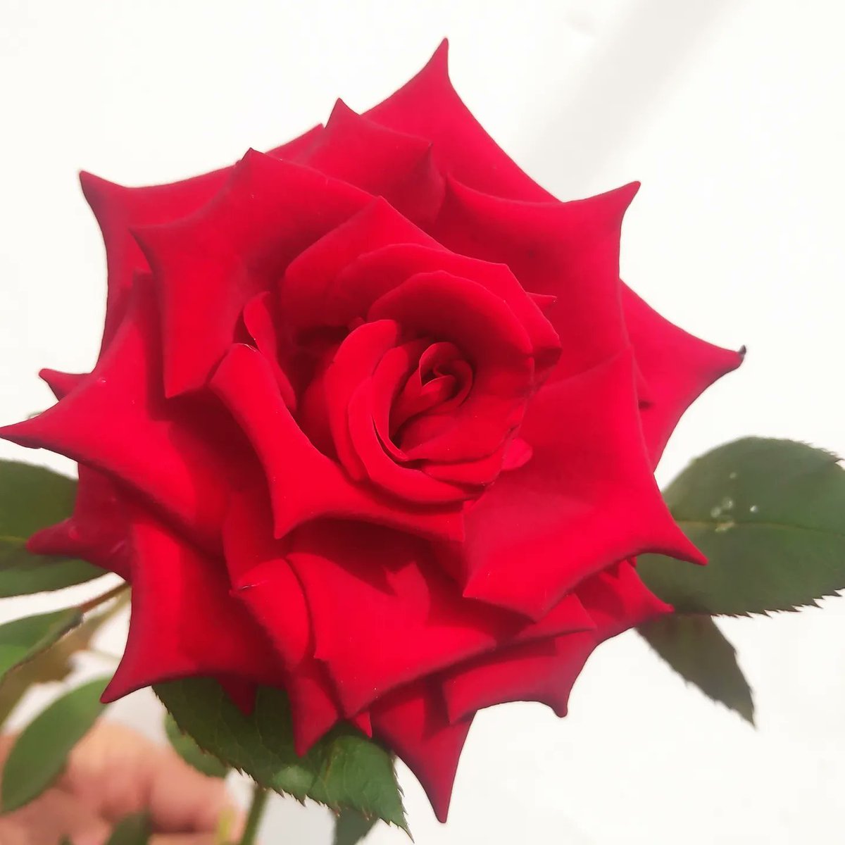 soishibashi's tweet photo. O vermelho representa o sangue, os espinhos as dificuldades, a Rosa Vermelha representa o Amor. 🕊️❤️
#paz 
#amor 
#humanidade 
#campaixao https://t.co/9lg68j4K3R