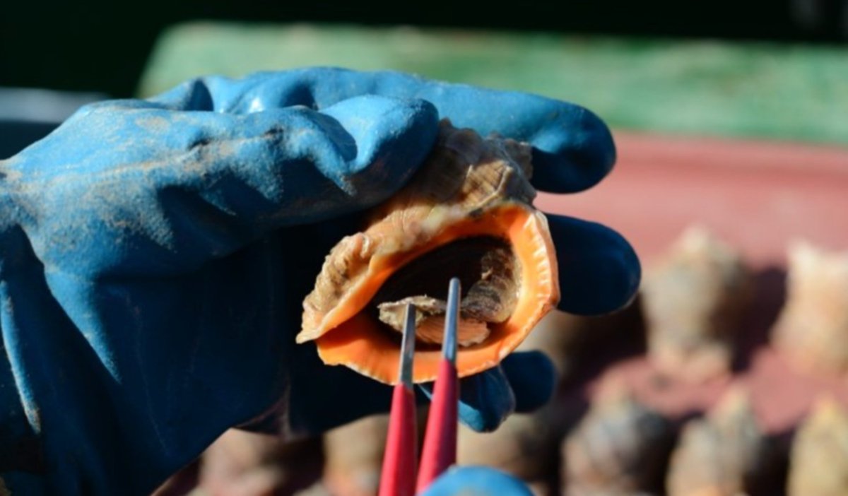 General Fisheries Commission for the Mediterranean tweet media