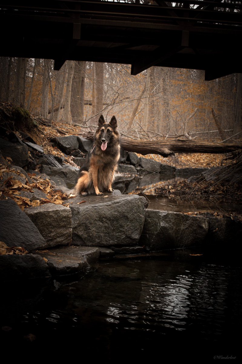 The Sibe + The Terv tweet media