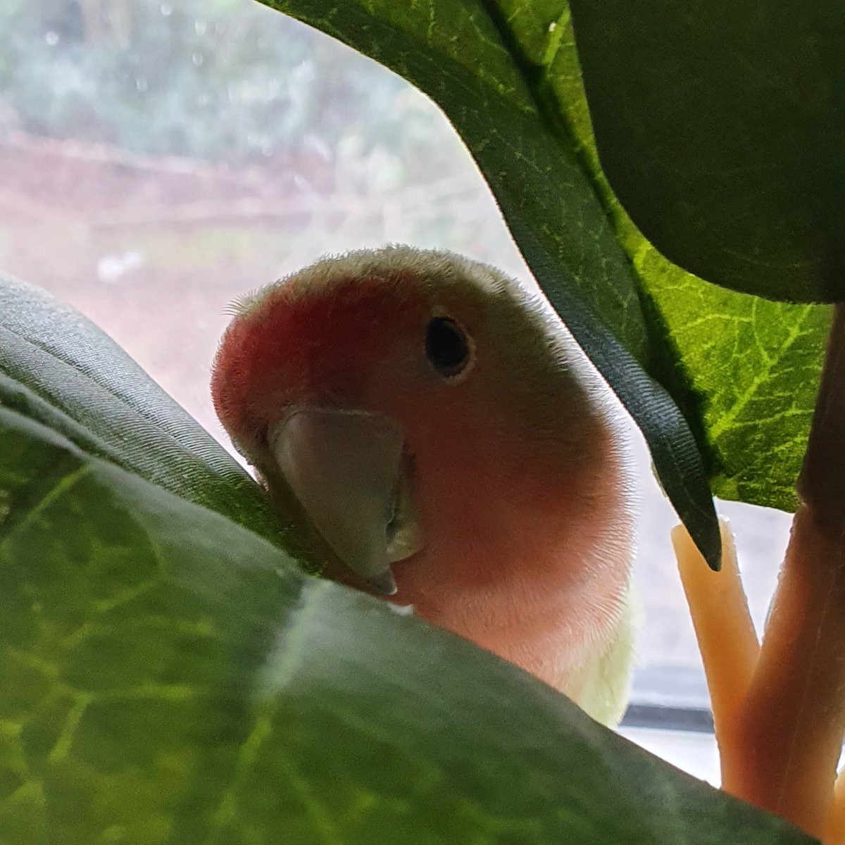 💚🥝Kiwi🥝💚 Have a good day everybirdy!💚 #lovebird #birdsoftwitter #birdwatching #birds  #Birdy  #parrot  #ParrotsAtoZ #parrotlofe #cute #cutebird #cutepets #Pets #animals #CuteAnimals