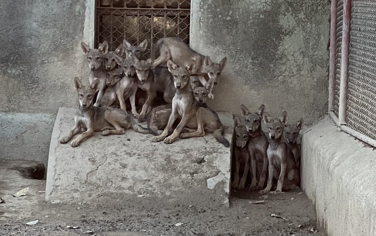 Wolf pups! Pack formation exercise at Sakkarbaug Zoological park conservation breeding centre. ⁦<a href="/CZA_Delhi/">Central Zoo Authority</a>⁩ ⁦<a href="/HoffPccf/">PCCF & HoFF, Gujarat State</a>⁩ ⁦<a href="/CCF_Wildlife/">CCF Wildlife Junagadh</a>⁩