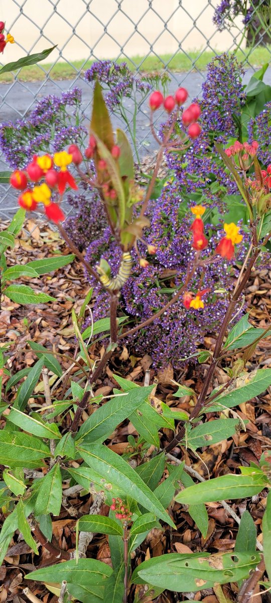 Ladera Palma PTA (@laderapalmapta) on Twitter photo Check out our Rain gauge! And spring is in full force with caterpillars enjoying our milkweed plants! Mira! <a href="/laderapalma/">LaderaPalma</a> <a href="/LHSchools/">La Habra Schools</a> Check out our Rain gauge! And spring is in full force with caterpillars enjoying our milkweed plants! Mira! <a href="/laderapalma/">LaderaPalma</a> <a href="/LHSchools/">La Habra Schools</a>
