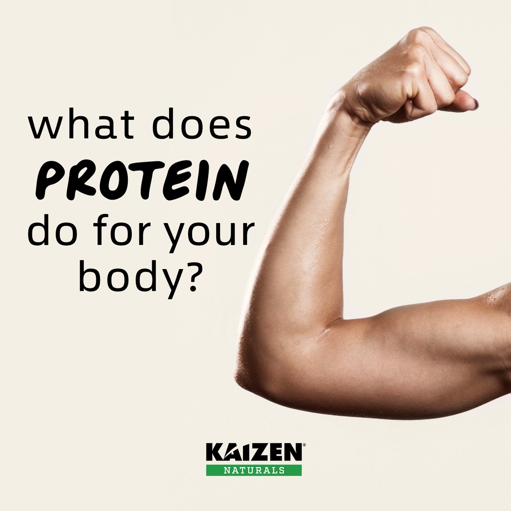 🔸Builds and repairs body tissues
🔹Helps to build strong muscles
🔸Provides a source of energy
🔹Regulates many important metabolic processes in the body
🔸Helps to build antibodies

Follow <a href="/kaizencanada/">Kaizen Naturals</a> for Trivia Tuesdays health and wellness content!