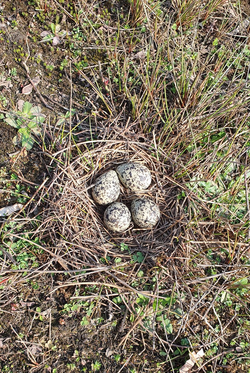 Het eerste kievitsei in Oost Gelre is gevonden. Zondag 27 maart trof Willy Ribbers het ei aan in een nestje met 4 eieren, in het gebied achter de Vlinderbrug bij Lichtenvoorde. Vandaag werd het ei volgens traditie symbolisch aangeboden aan wethouder Karel Bonsen.