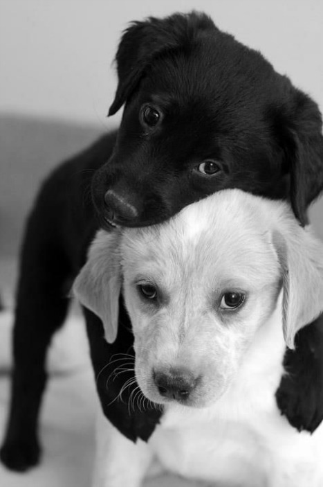 VieNatureSavoir's tweet photo. Loving 🐶❤️🐶 https://t.co/G1GM7X2JbK