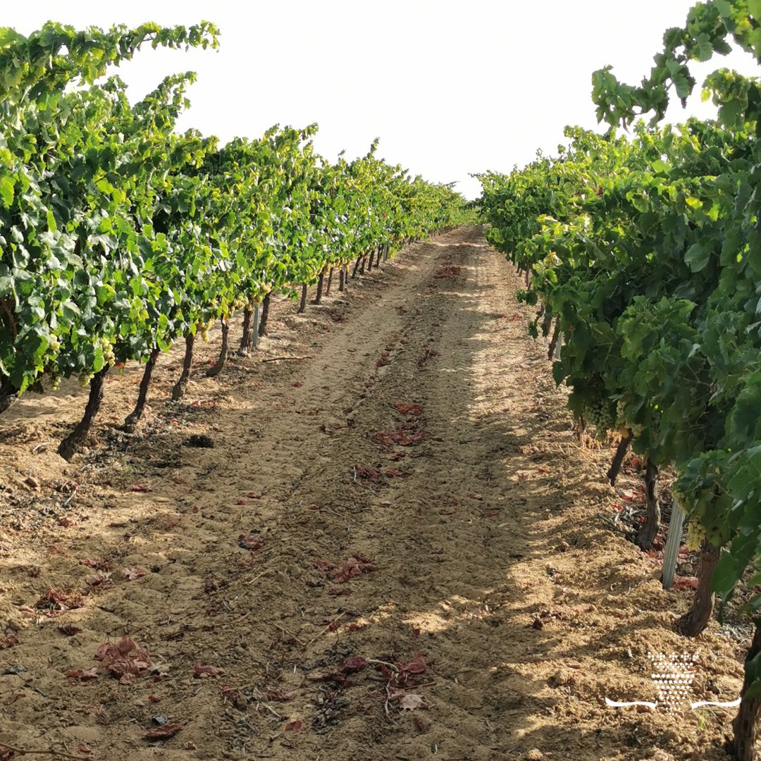 Aquí es donde nace la magia, estos caminos están llenos de raíces e historia y gracias a ellos podemos darnos el privilegio de disfrutar de vinos con un sabor tan auténtico. 🍇

¿Los has probado ya? 🤔

#winetime #vinoblancodehuelva #vinosdeandalucia #dateelprivilegio #huelva