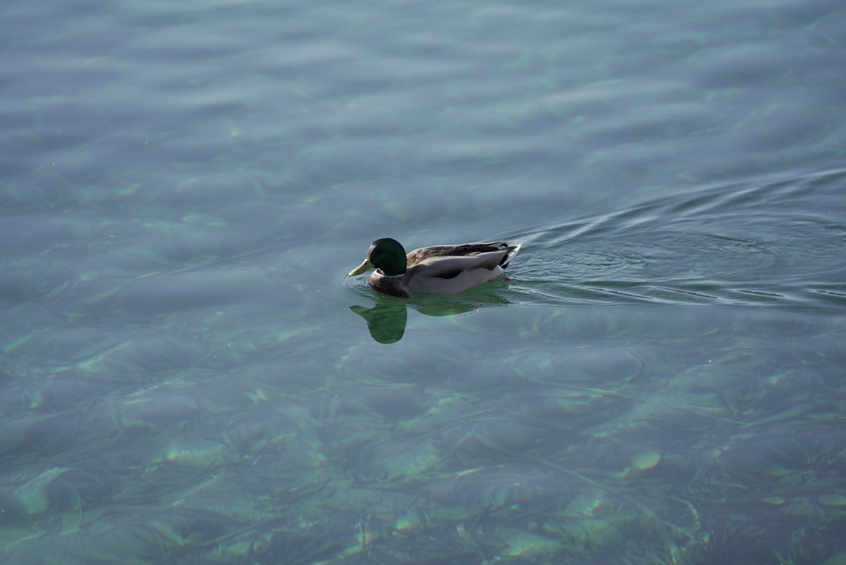 visitlakechelan's tweet photo. Our lil duckies love how clear our lake is too 👌 https://t.co/CSbf626n9g