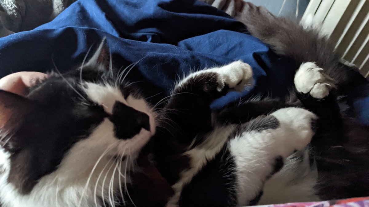 DillyBartheCat's tweet photo. wanted human scritches but played it cool, did subtle flop onto human lap https://t.co/WPIIcfUWQ5