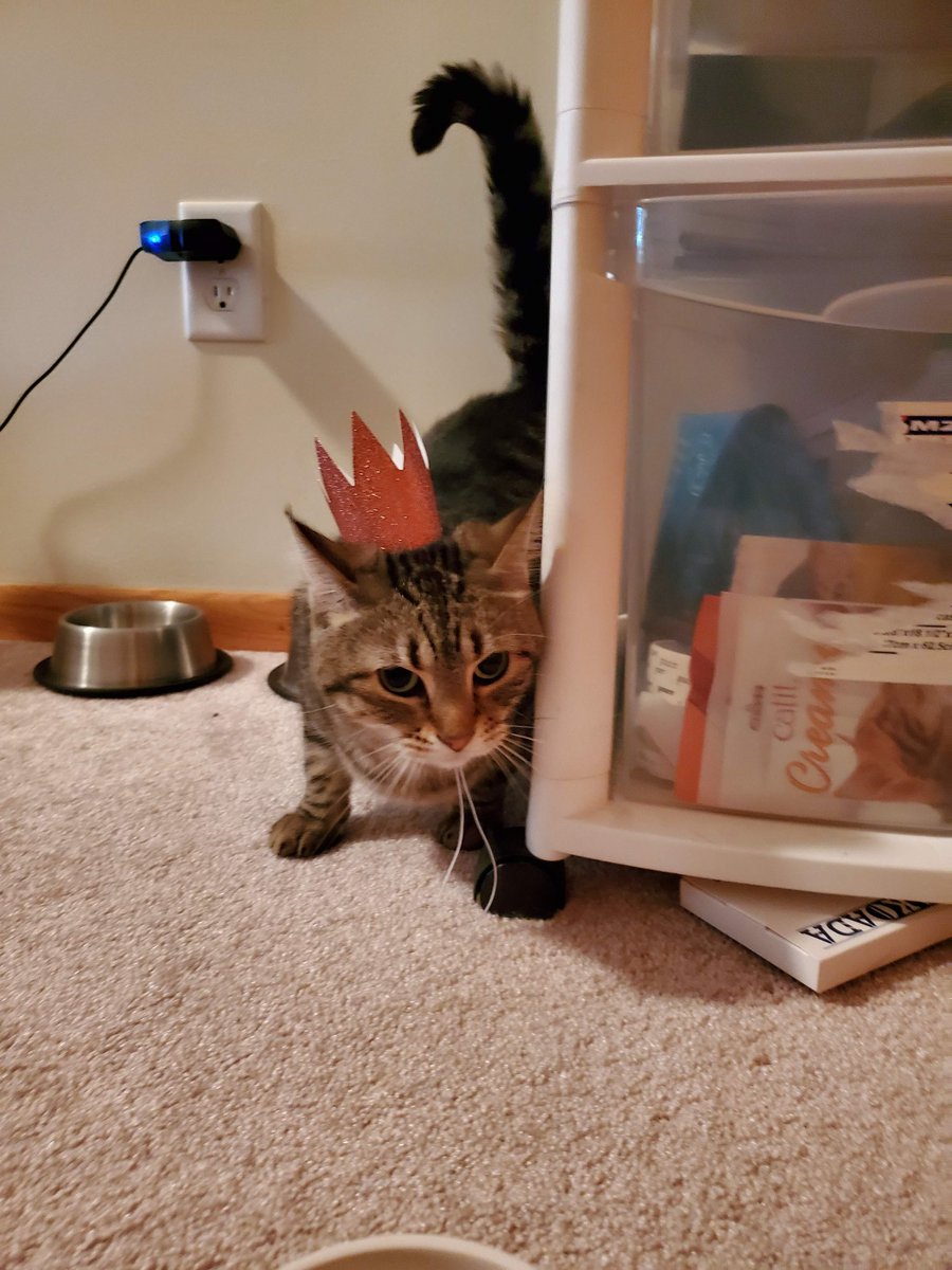 weilersm's tweet photo. @poorlycatdraw These boys' birthday is in July. They're more into the treats than the hats... https://t.co/xMqYjg3o7Y