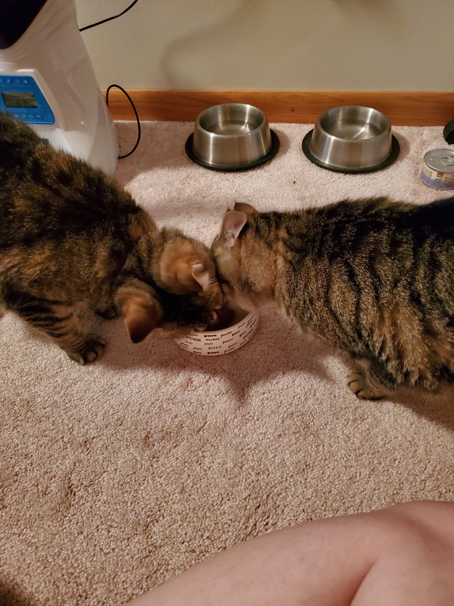 weilersm's tweet photo. @poorlycatdraw These boys' birthday is in July. They're more into the treats than the hats... https://t.co/xMqYjg3o7Y