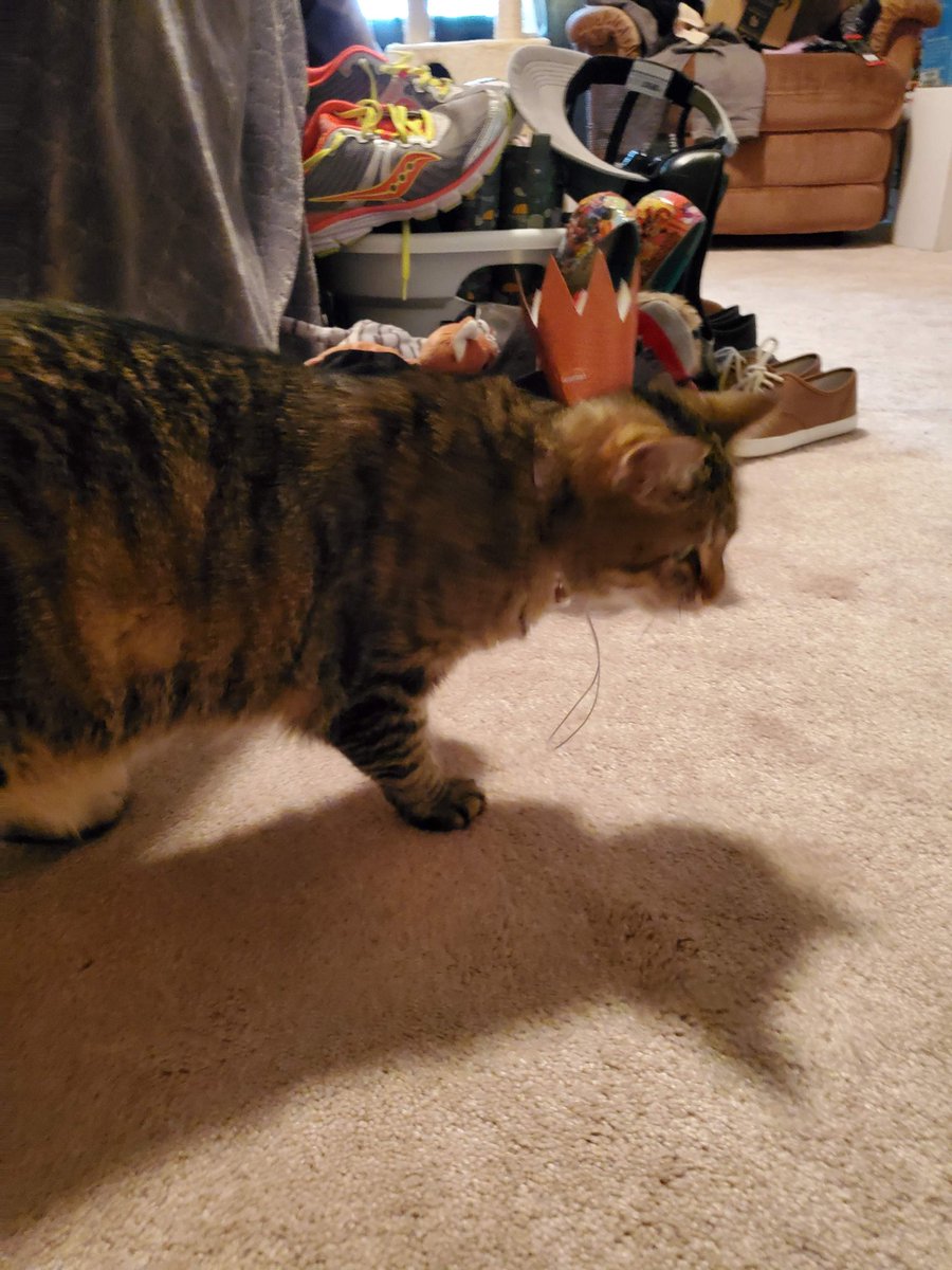 weilersm's tweet photo. @poorlycatdraw These boys' birthday is in July. They're more into the treats than the hats... https://t.co/xMqYjg3o7Y