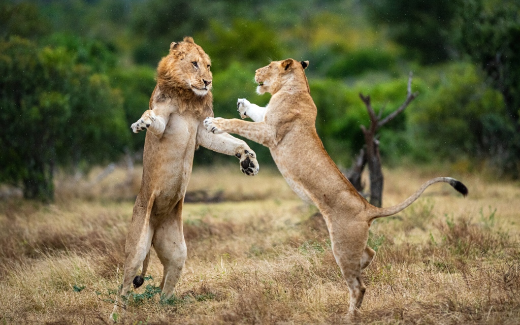 londolozi's tweet photo. Two of the #Ntsevu sub-adults rear up onto their back legs in an amusing sibling showdown.
Itโs during these bouts of playful behaviour that #lions develop crucial skills and strength which help them hone their hunting and protection abilities.
๐ธ: @stoftaylor
#londolozi https://t.co/MfkfUaGneS