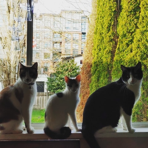 Sweetrevival1's tweet photo. #CatsOfTwitter 
#thecrew 
#myloves https://t.co/R4wR8GtQPf