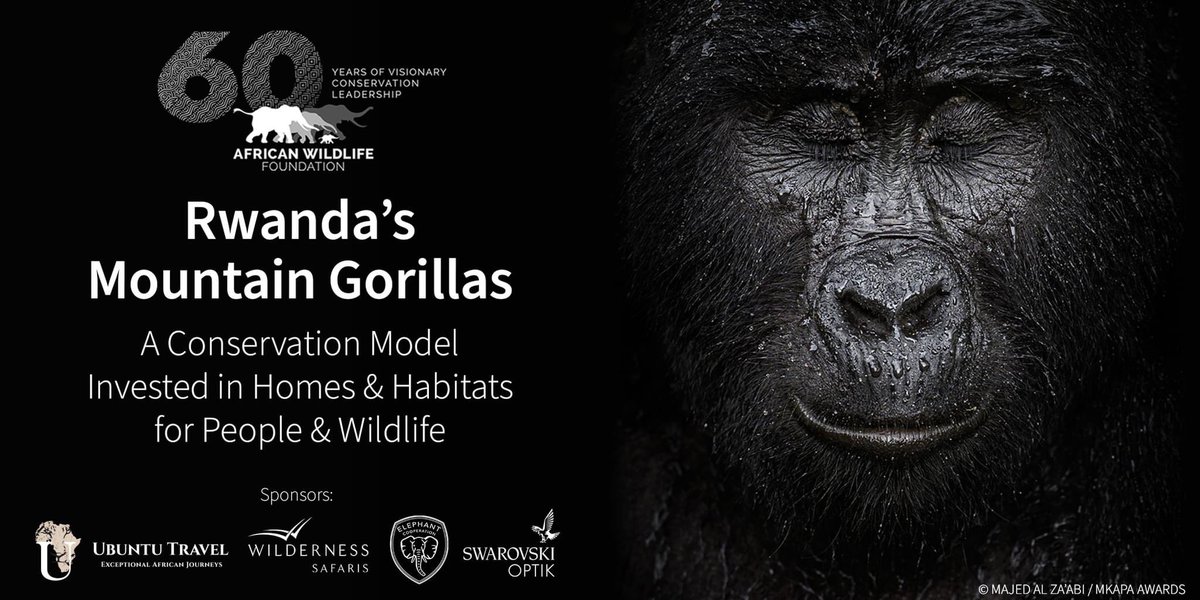 TravelUbuntu's tweet photo. Live Event | Where to next for Rwanda's Mountain Gorillas? 🦍 Join us for a special LIVE event that will discuss a critical conservation and development initiative to expand the Volcanoes National Park in Rwanda. Register: https://t.co/GSvye2bLFJ https://t.co/z5Jcbu9jnl