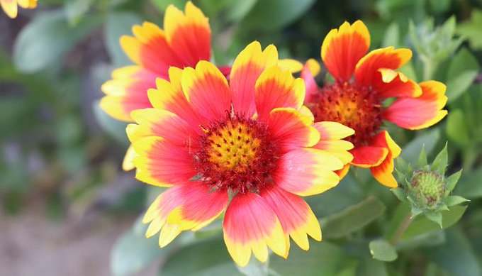 ガイラルディアのtwitterイラスト検索結果