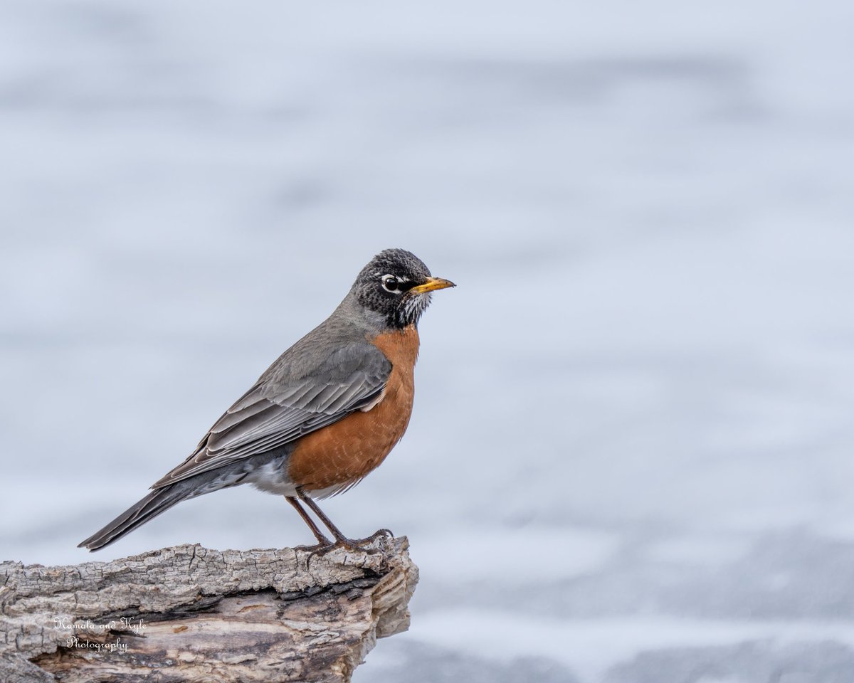 Kamala and Kyle Photography tweet media