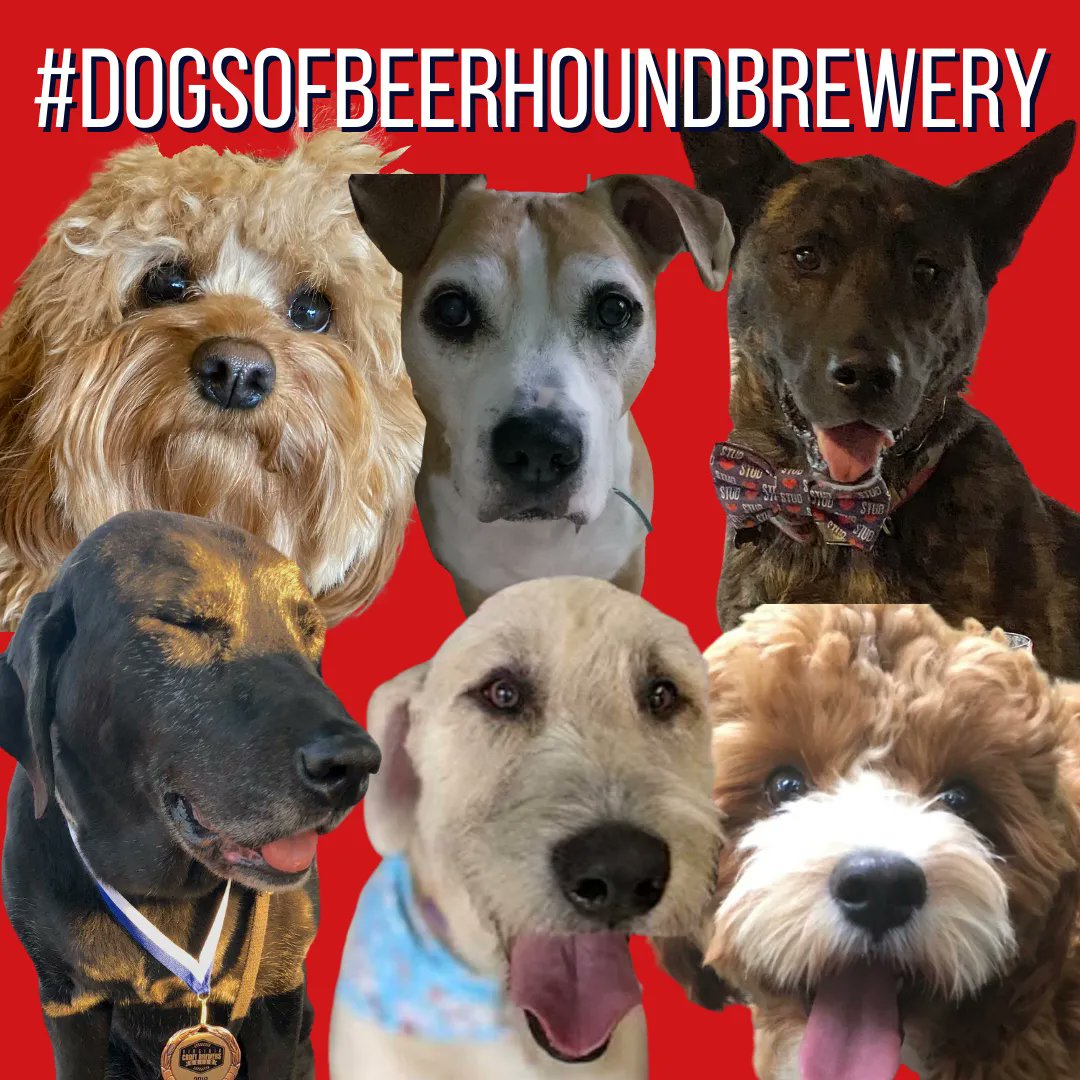 We have so many amazing dogs that visit us, we want a way to see and share them! Similar to #dogsoftwitter but instead it will be #DogsOfBeerHoundBrewery! What do you think? Let's see your doggies! Share a pic using #DogsOfBeerHoundBrewewry. You never know, your pup may go viral!