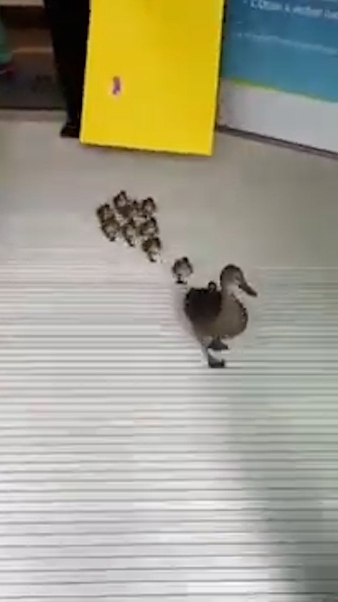 Video of mama duck walking out of maternity hospital with ducklings