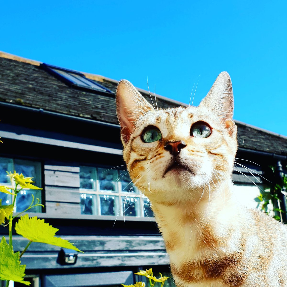 CoolCatCollars's tweet photo. 😻New Product!

So happy to be able to announce a BRAND NEW
product to the Cool Cat Collars range!

Our INVISIBLE Cat Collar, made exclusively for Cool Cat
Collars is available in a range of colours and sizes! 😍

Buy here:
https://t.co/bxUIILOxPC https://t.co/6aJwvkMvUL