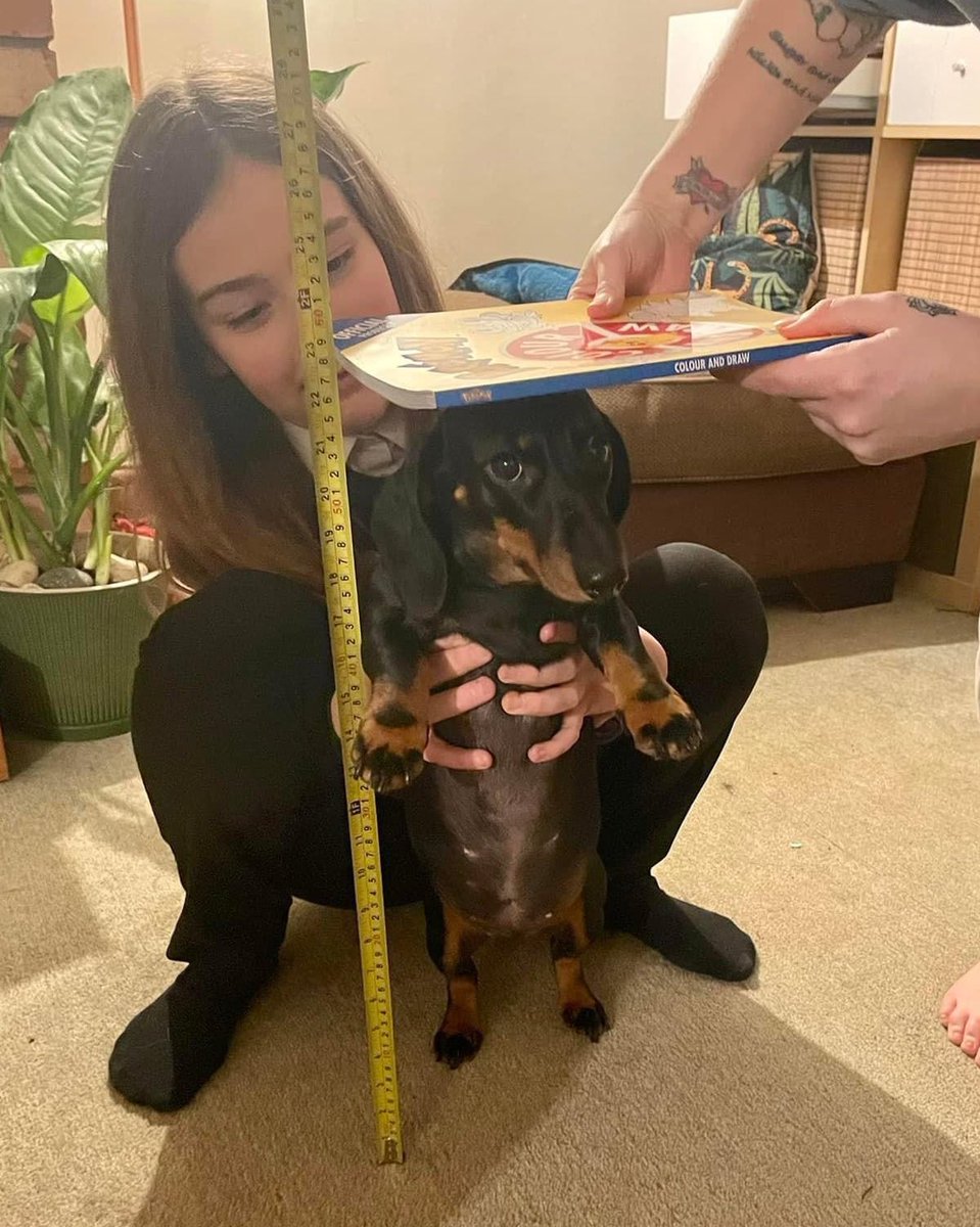 dog_rates's tweet photo. This is Maggie. She got sent home from the amusement park. Was told she wasn't tall enough to ride any of the rides. Getting a second opinion. 14/10 https://t.co/ZMOz7t2ZHL