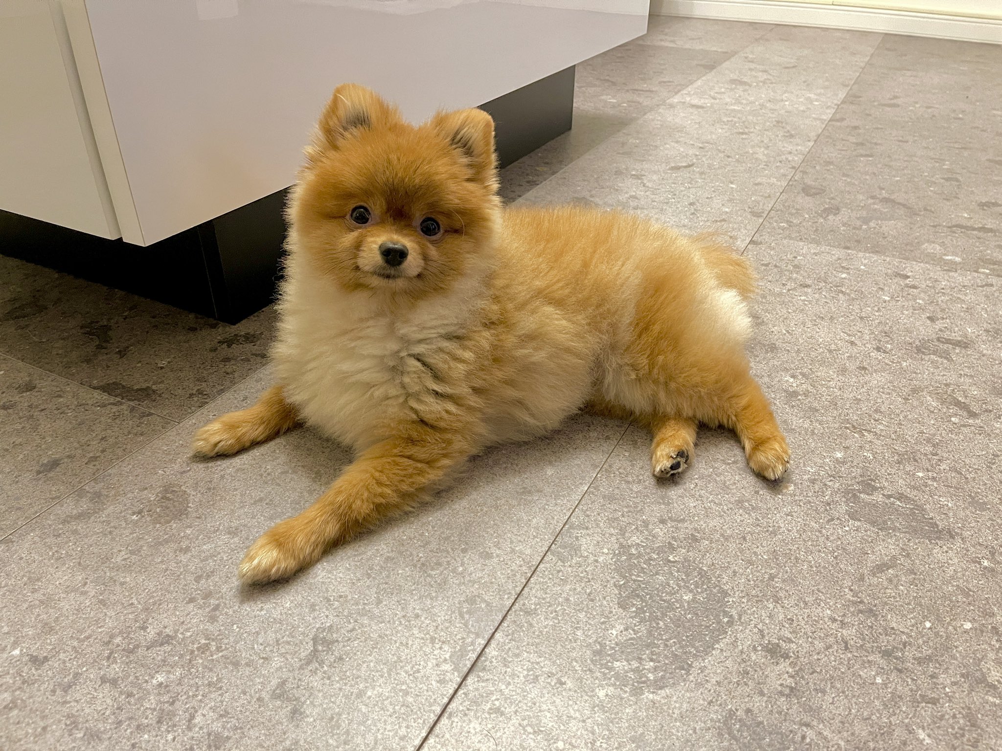 ハドレーポメラニアンのレオ 毎日お休みで羨ましい ポメラニアン Pomeranian お休みいただきます ゴールデンウィーク ロサンゼルス 日本代表 ワールドカップ T Co G8imbwviy0 Twitter