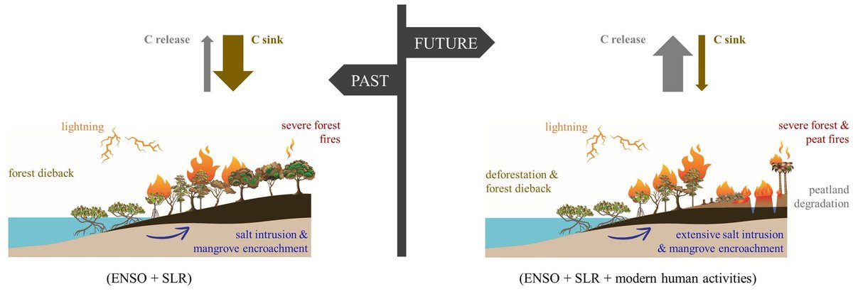 GlobalChangeBio's tweet photo. || NEW RESEARCH ||
Sea level rise and #climatechange acting as interactive stressors on development and dynamics of tropical #peatlands in coastal Sumatra and South Borneo since the Last Glacial Maximum

📰 https://t.co/oLKcJ9S0nC @angiehaps https://t.co/DUimotJLJQ