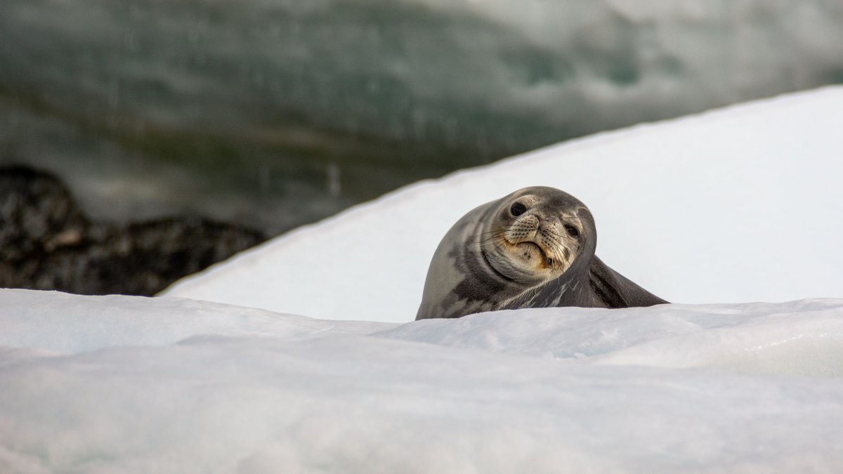 New #NSFfunded research finds even cute #Antarctic seals like this guy have persistent organic pollutants stored in their blubber, despite the chemicals being phased out of production decades ago antarcticsun.usap.gov/science/4715/