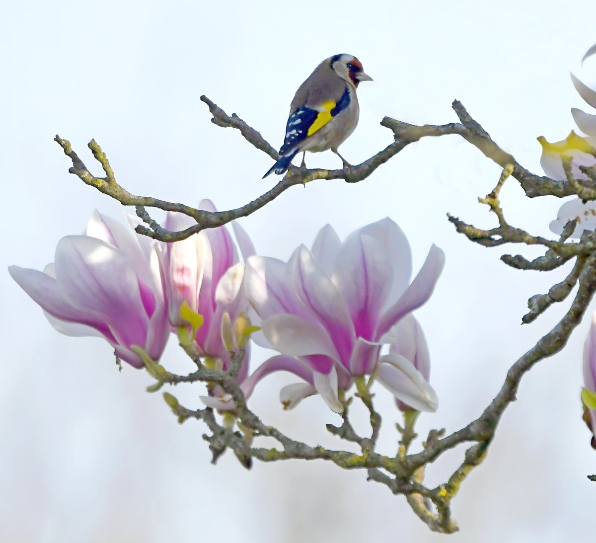 CarlBovisNature's tweet photo. Magnolia Goldfinch. 🥰🐦 https://t.co/zf2njXs94x