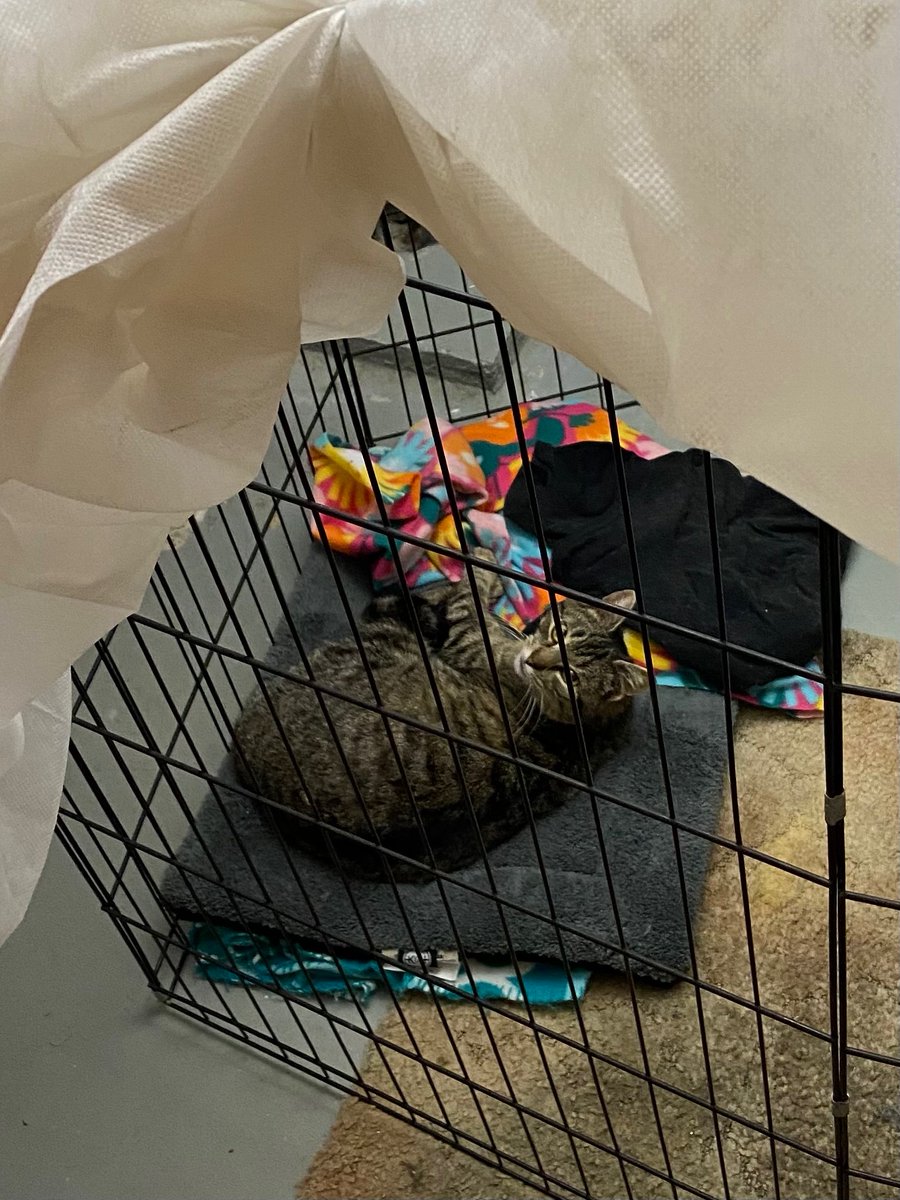 105April's tweet image. When recovering from spay surgery #fromferaltohouse #rescuekitty