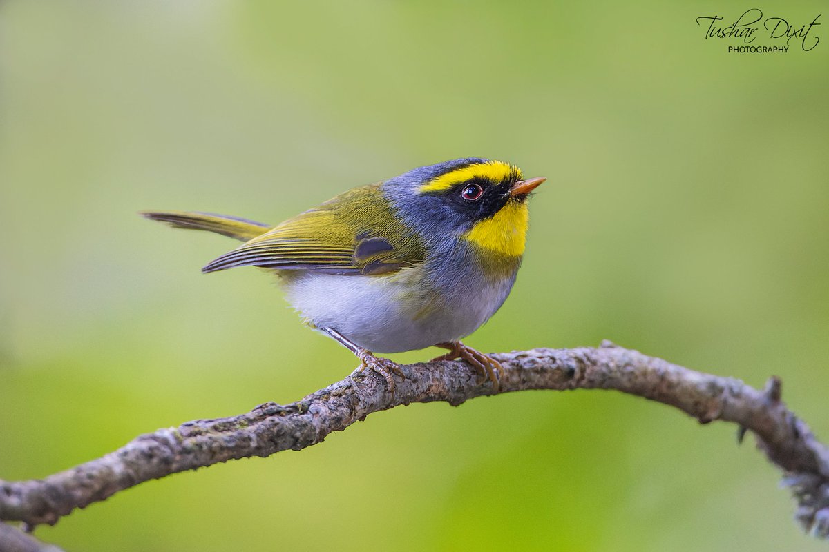 TMDixit's tweet photo. Black-faced Warbler is next in #AtoZBirds! Another fellow that I've struggled to make an image till our recent NE trip this month. Sometimes things just happen! #TwitterNatureCommunity #BBCWildlifePOTD #IndiAves #birdphotography #birding #NortheastIndia https://t.co/uYyrwHlF4n