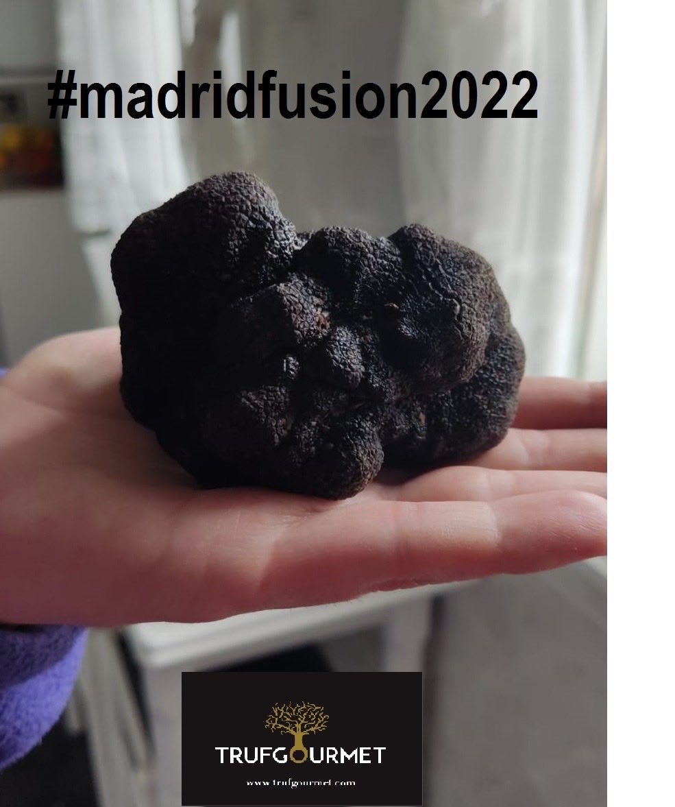 Una de nuestras trufas estará mañana en la tradición Subasta de la #trufadesoria de @madridfusion #madridfusion2022 Allá vamos! @atrusoria ⁦@Soriaestademoda⁩