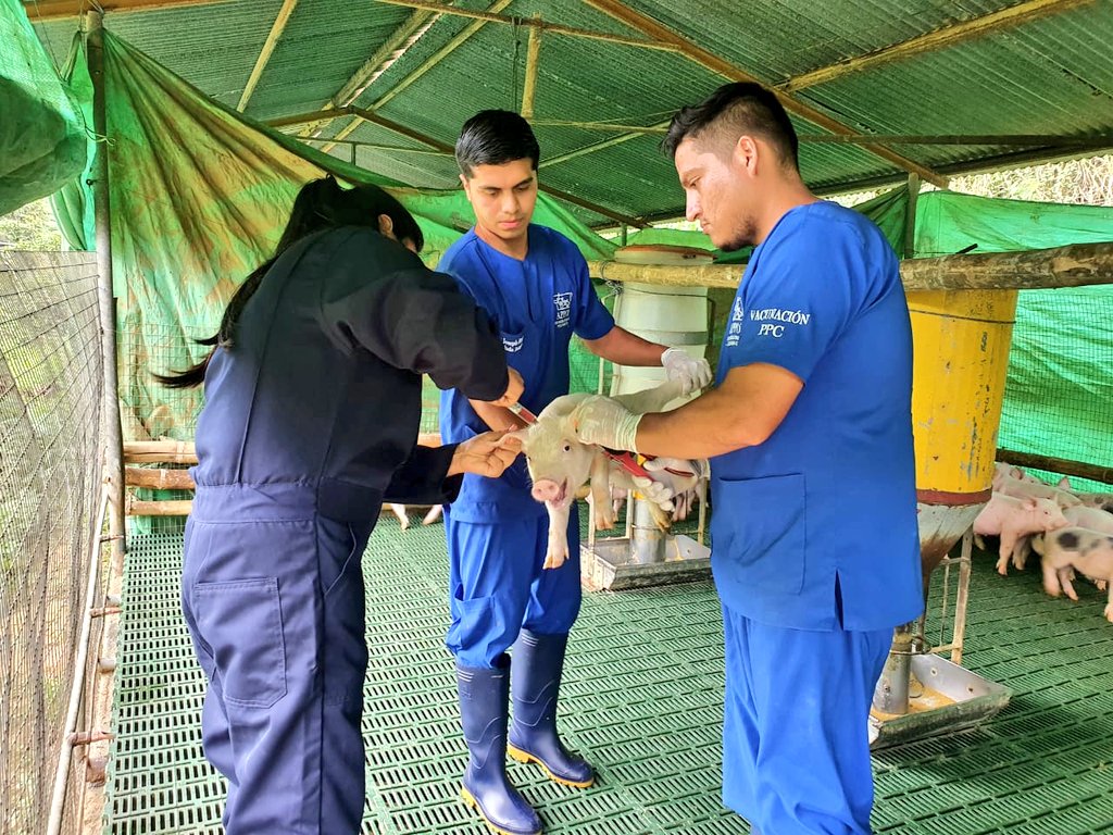 AgrocalidadZ7's tweet photo. #ElOro | Realizamos vacunación e inspección en granjas porcinas en trabajo conjunto con @APPOR_Ec, con el objetivo de prevenir la Peste Porcina Clásica en los cantones Balsas y Piñas. #ErradicaciónPPC https://t.co/MbYNUn3EH3