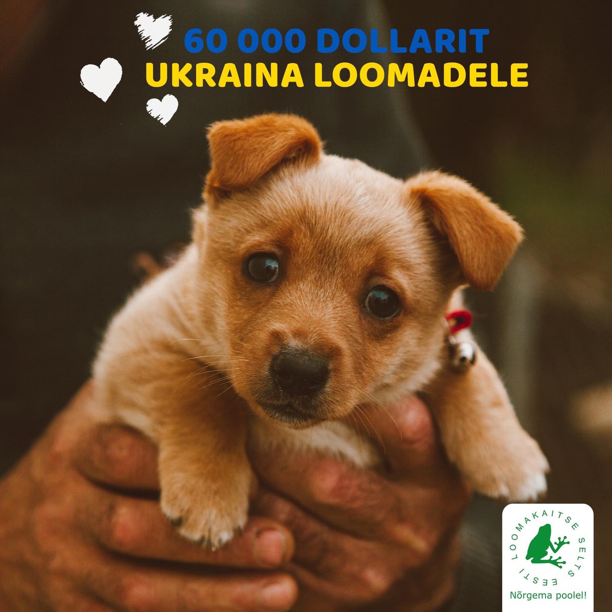 🇺🇸Eelmisel nädalal laekus ELS-i kontole ligi 60 tuhat dollarit, mis on mõeldud Ukraina loomade aitamiseks. Helde annetuse tegi Ameerika Ühendriikides tegutsev organisatsioon Helen Woodward Animal Center

👉Loe täpsemalt ELS-i pressiteatest: loomakaitse.ee/usa-organisats…