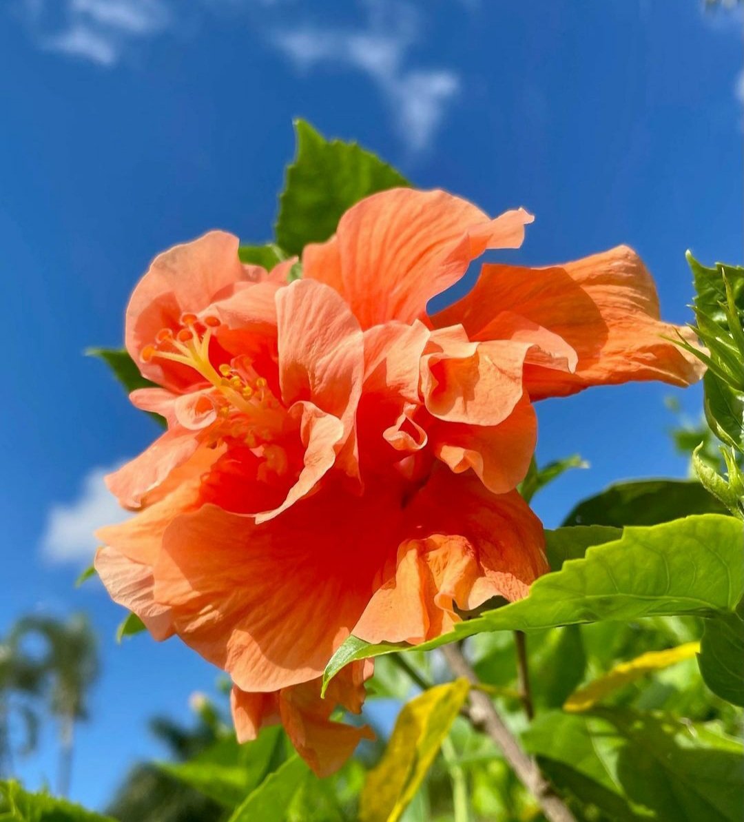 Good afternoon 🧡💋