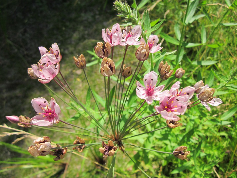 LilsaWater's tweet photo. Watershed Wednesdays Webinars: #FloweringRush Update at Lake Isle
April 13th @ 12 PM. Register here > https://t.co/VNxE9o6YwU
Hosted by @NorthSaskRiver
#invasivespecies #invasiveplant https://t.co/Z5QxB37gMS