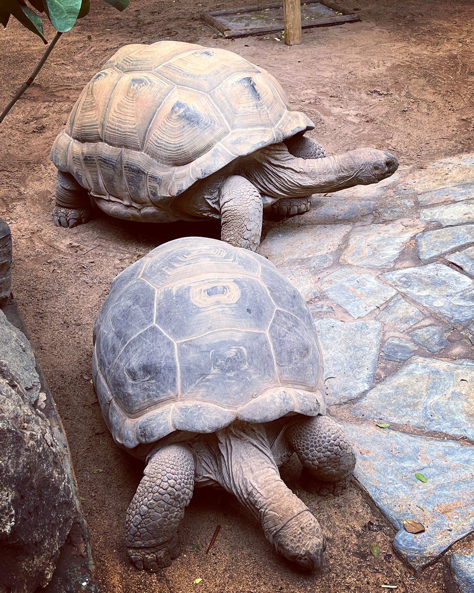 13magic_c's tweet image. Today I had the privilege to encounter Aldabra Tortoises for the first time in my life !! 
Those creatures and one the most gentle giants have been existing in this form for over 230 million years, making them a true living fossil of our natural heritage!