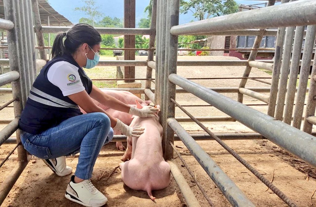AgrocalidadZ7's tweet photo. #ZamoraChinchipe | Realizamos inspección y supervisión de bovinos y porcinos en la feria comercial del @GADYantzaza;  con el objetivo de verificar el cumplimiento de la normativa para movilización y bienestar de los animales. #PrevenciónSanitaria https://t.co/tB3omuLTiP
