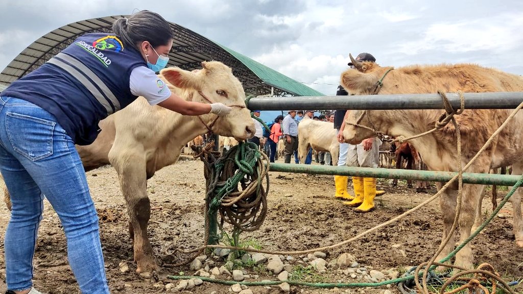 AgrocalidadZ7's tweet photo. #ZamoraChinchipe | Realizamos inspección y supervisión de bovinos y porcinos en la feria comercial del @GADYantzaza;  con el objetivo de verificar el cumplimiento de la normativa para movilización y bienestar de los animales. #PrevenciónSanitaria https://t.co/tB3omuLTiP