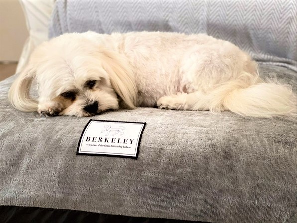 Arthur loves his new Berkeley Orthopaedic Dog Bed Mattress - Beautifully made in the UK with pocket springs & deep layers of natural fibre for optimum comfort & joint support. View online - https://t.co/pX0H5legLC
#dogs #dogbeds https://t.co/21hWseCQEu