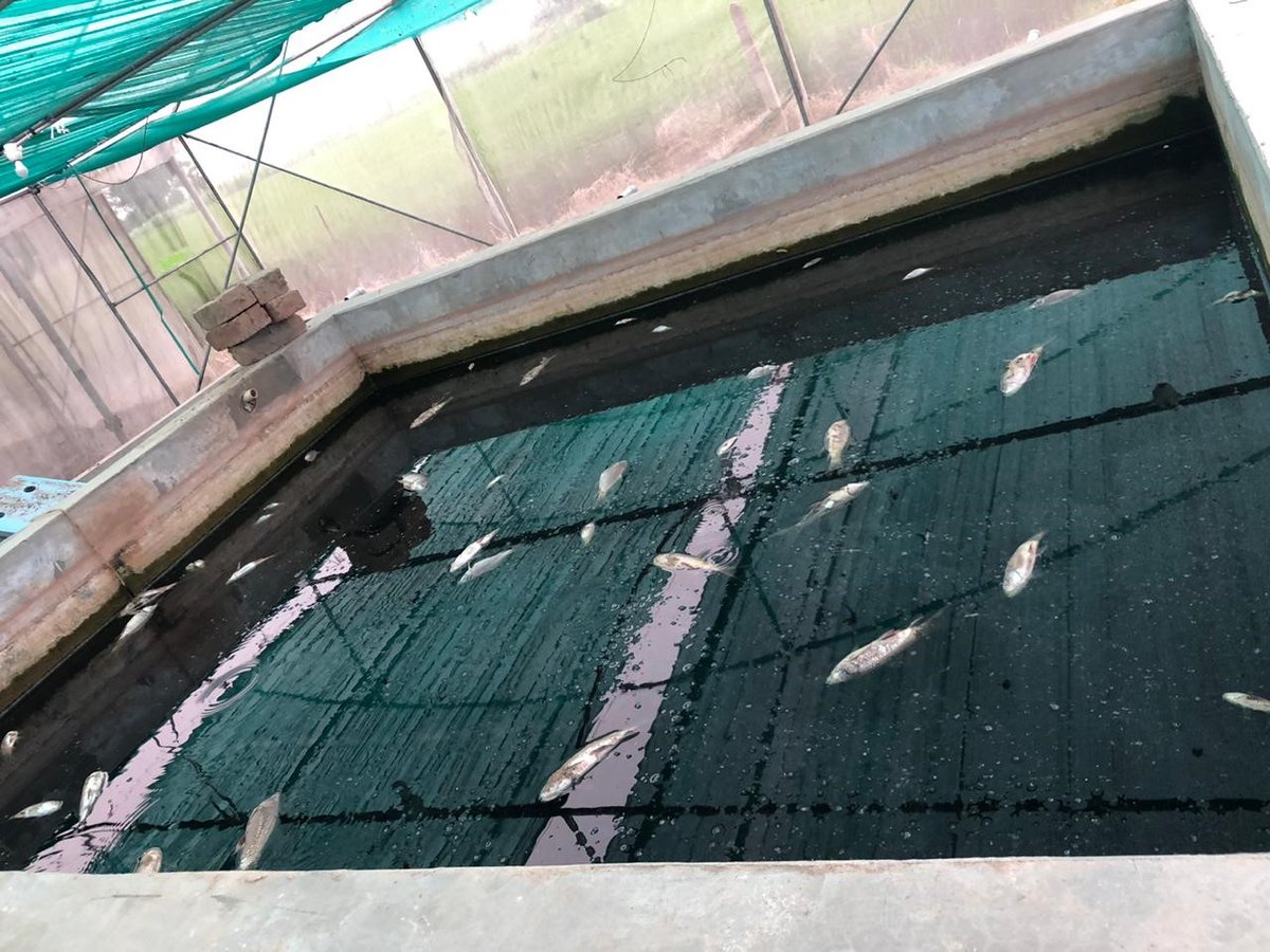 '#Aquaponics as an alternative #farming method for the Punjab' Crop #diversification is a central agro-ecological principle, which may improve resource use efficiency, diversify income sources, and enhance the resilience of production: bit.ly/3DnaqSt